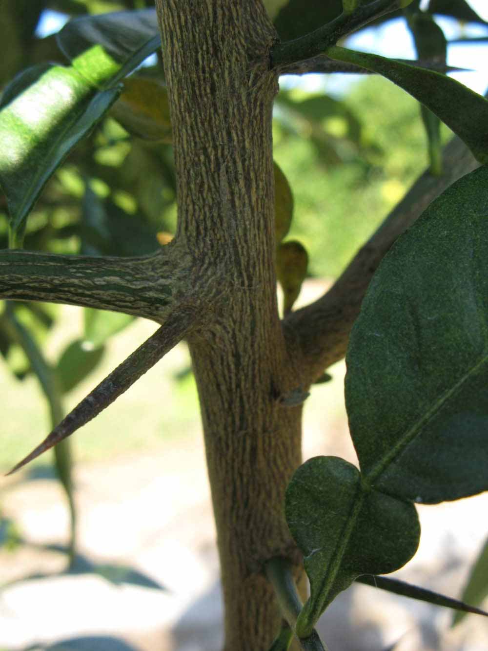              Second - third year twig (Winter Haven, FL)       